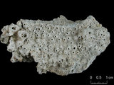 中文名:蘭德爾星孔珊瑚(NMNS005224-F042244)學名:Astreopora randalli Lamberts, 1980 (NMNS005224-F042244)