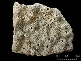 中文名:蘭德爾星孔珊瑚(NMNS005224-F042245)學名:Astreopora randalli Lamberts, 1980 (NMNS005224-F042245)