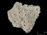 中文名:蘭德爾星孔珊瑚(NMNS005224-F042246)學名:Astreopora randalli Lamberts, 1980 (NMNS005224-F042246)