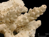 中文名:變異軸孔珊瑚(NMNS005224-F042291)學名:Acropora valida (Dana, 1846) (NMNS005224-F042291)