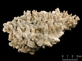 中文名:變異軸孔珊瑚(NMNS005224-F042291)學名:Acropora valida (Dana, 1846) (NMNS005224-F042291)