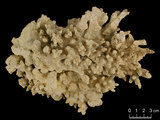 中文名:變異軸孔珊瑚(NMNS005224-F042291)學名:Acropora valida (Dana, 1846) (NMNS005224-F042291)