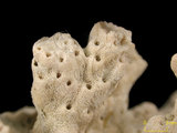 中文名:變異軸孔珊瑚(NMNS005224-F042293)學名:Acropora valida (Dana, 1846) (NMNS005224-F042293)