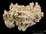 中文名:變異軸孔珊瑚(NMNS005224-F042293)學名:Acropora valida (Dana, 1846) (NMNS005224-F042293)