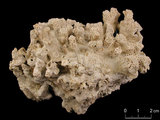 中文名:變異軸孔珊瑚(NMNS005224-F042293)學名:Acropora valida (Dana, 1846) (NMNS005224-F042293)