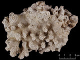 中文名:變異軸孔珊瑚(NMNS005224-F042293)學名:Acropora valida (Dana, 1846) (NMNS005224-F042293)