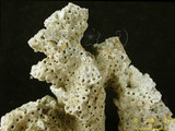 中文名:鼻形軸孔珊瑚(NMNS005224-F042295)學名:Acropora nasuta (Dana, 1846) (NMNS005224-F042295)