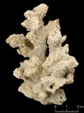 中文名:鼻形軸孔珊瑚(NMNS005224-F042295)學名:Acropora nasuta (Dana, 1846) (NMNS005224-F042295)