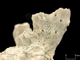 中文名:軸孔珊瑚科(NMNS005224-F042296)學名:Acropora sp.(NMNS005224-F042296)