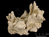 中文名:直立表孔珊瑚(NMNS005224-F042298)學名:Montipora altasepta Nemenzo, 1967 (NMNS005224-F042298)