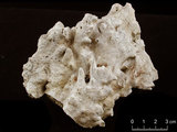 中文名:直立表孔珊瑚(NMNS005224-F042298)學名:Montipora altasepta Nemenzo, 1967 (NMNS005224-F042298)