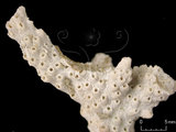 中文名:小葉軸孔珊瑚(NMNS005224-F042302)學名:Acropora microphthalma (Verrill, 1869) (NMNS005224-F042302)