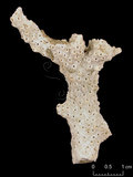 中文名:小葉軸孔珊瑚(NMNS005224-F042302)學名:Acropora microphthalma (Verrill, 1869) (NMNS005224-F042302)