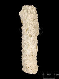 中文名:鼻形軸孔珊瑚(NMNS005224-F042304)學名:Acropora nasuta (Dana, 1846) (NMNS005224-F042304)