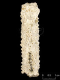 中文名:鼻形軸孔珊瑚(NMNS005224-F042304)學名:Acropora nasuta (Dana, 1846) (NMNS005224-F042304)