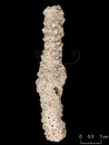 中文名:美麗軸孔珊瑚(NMNS005224-F042305)學名:Acropora muricata (Linnaeus, 1758) (NMNS005224-F042305)