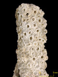 中文名:美麗軸孔珊瑚(NMNS005224-F042305)學名:Acropora muricata (Linnaeus, 1758) (NMNS005224-F042305)