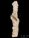 中文名:美麗軸孔珊瑚(NMNS005224-F042305)學名:Acropora muricata (Linnaeus, 1758) (NMNS005224-F042305)