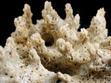 中文名:單獨軸孔珊瑚(NMNS005224-F042310)學名:Acropora solitaryensis Veron & Wallace, 1984 (NMNS005224-F042310)