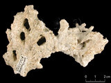 中文名:單獨軸孔珊瑚(NMNS005224-F042310)學名:Acropora solitaryensis Veron & Wallace, 1984 (NMNS005224-F042310)