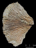 中文名:真蕈珊瑚(NMNS005059-F041232)學名:Fungia fungites (Linnaeus, 1758) (NMNS005059-F041232)