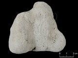 中文名:鐘形微孔珊瑚(NMNS005059-F041218)學名:Porites lutea Edwards & Haime, 1851(NMNS005059-F041218)