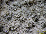 中文名:大管孔珊瑚; 吉布地管孔珊瑚(NMNS005224-F042210)學名:Goniopora djiboutiensis Vaughan, 1907 (NMNS005224-F042210)