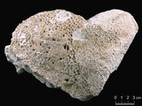 中文名:大管孔珊瑚; 吉布地管孔珊瑚(NMNS005224-F042210)學名:Goniopora djiboutiensis Vaughan, 1907 (NMNS005224-F042210)
