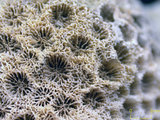 中文名:柱形管孔珊瑚(NMNS005224-F042211)學名:Goniopora columna Dana, 1846 (NMNS005224-F042211)