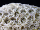 中文名:柱形管孔珊瑚(NMNS005224-F042211)學名:Goniopora columna Dana, 1846 (NMNS005224-F042211)