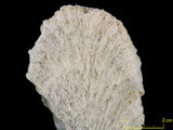 中文名:柱形管孔珊瑚(NMNS005...