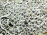 中文名:鐘形微孔珊瑚(NMNS005224-F042219)學名:Porites lutea Edwards & Haime, 1851(NMNS005224-F042219)