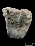 中文名:鐘形微孔珊瑚(NMNS005224-F042220)學名:Porites lutea Edwards & Haime, 1851(NMNS005224-F042220)