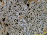 中文名:鐘形微孔珊瑚(NMNS005224-F042220)學名:Porites lutea Edwards & Haime, 1851(NMNS005224-F042220)