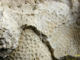 中文名:鐘形微孔珊瑚(NMNS005224-F042221)學名:Porites lutea Edwards & Haime, 1851(NMNS005224-F042221)