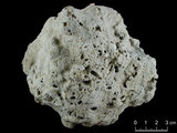 中文名:鐘形微孔珊瑚(NMNS005224-F042221)學名:Porites lutea Edwards & Haime, 1851(NMNS005224-F042221)