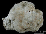 中文名:鐘形微孔珊瑚(NMNS005224-F042223)學名:Porites lutea Edwards & Haime, 1851(NMNS005224-F042223)