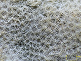 中文名:鐘形微孔珊瑚(NMNS005224-F042224)學名:Porites lutea Edwards & Haime, 1851(NMNS005224-F042224)