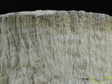 中文名:鐘形微孔珊瑚(NMNS005224-F042225)學名:Porites lutea Edwards & Haime, 1851(NMNS005224-F042225)