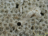 中文名:鐘形微孔珊瑚(NMNS005224-F042225)學名:Porites lutea Edwards & Haime, 1851(NMNS005224-F042225)