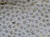 中文名:鐘形微孔珊瑚(NMNS005224-F042226)學名:Porites lutea Edwards & Haime, 1851(NMNS005224-F042226)