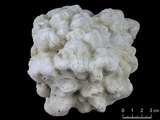 中文名:鐘形微孔珊瑚(NMNS005224-F042226)學名:Porites lutea Edwards & Haime, 1851(NMNS005224-F042226)