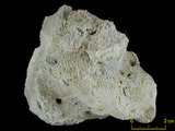 中文名:鐘形微孔珊瑚(NMNS005224-F042229)學名:Porites lutea Edwards & Haime, 1851(NMNS005224-F042229)