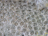 中文名:鐘形微孔珊瑚(NMNS005224-F042230)學名:Porites lutea Edwards & Haime, 1851(NMNS005224-F042230)