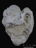 中文名:鐘形微孔珊瑚(NMNS005224-F042230)學名:Porites lutea Edwards & Haime, 1851(NMNS005224-F042230)
