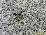 中文名:鐘形微孔珊瑚(NMNS005224-F042231)學名:Porites lutea Edwards & Haime, 1851(NMNS005224-F042231)