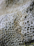 中文名:鐘形微孔珊瑚(NMNS005224-F042231)學名:Porites lutea Edwards & Haime, 1851(NMNS005224-F042231)