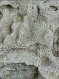 中文名:鐘形微孔珊瑚(NMNS005224-F042233)學名:Porites lutea Edwards & Haime, 1851(NMNS005224-F042233)