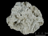 中文名:鐘形微孔珊瑚(NMNS005224-F042233)學名:Porites lutea Edwards & Haime, 1851(NMNS005224-F042233)