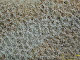 中文名:鐘形微孔珊瑚(NMNS005224-F042234)學名:Porites lutea Edwards & Haime, 1851(NMNS005224-F042234)